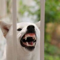 Shiba