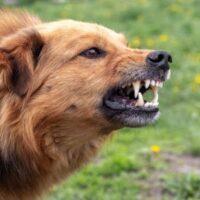 DogToAttack DogToAttack