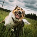 Angry Dog